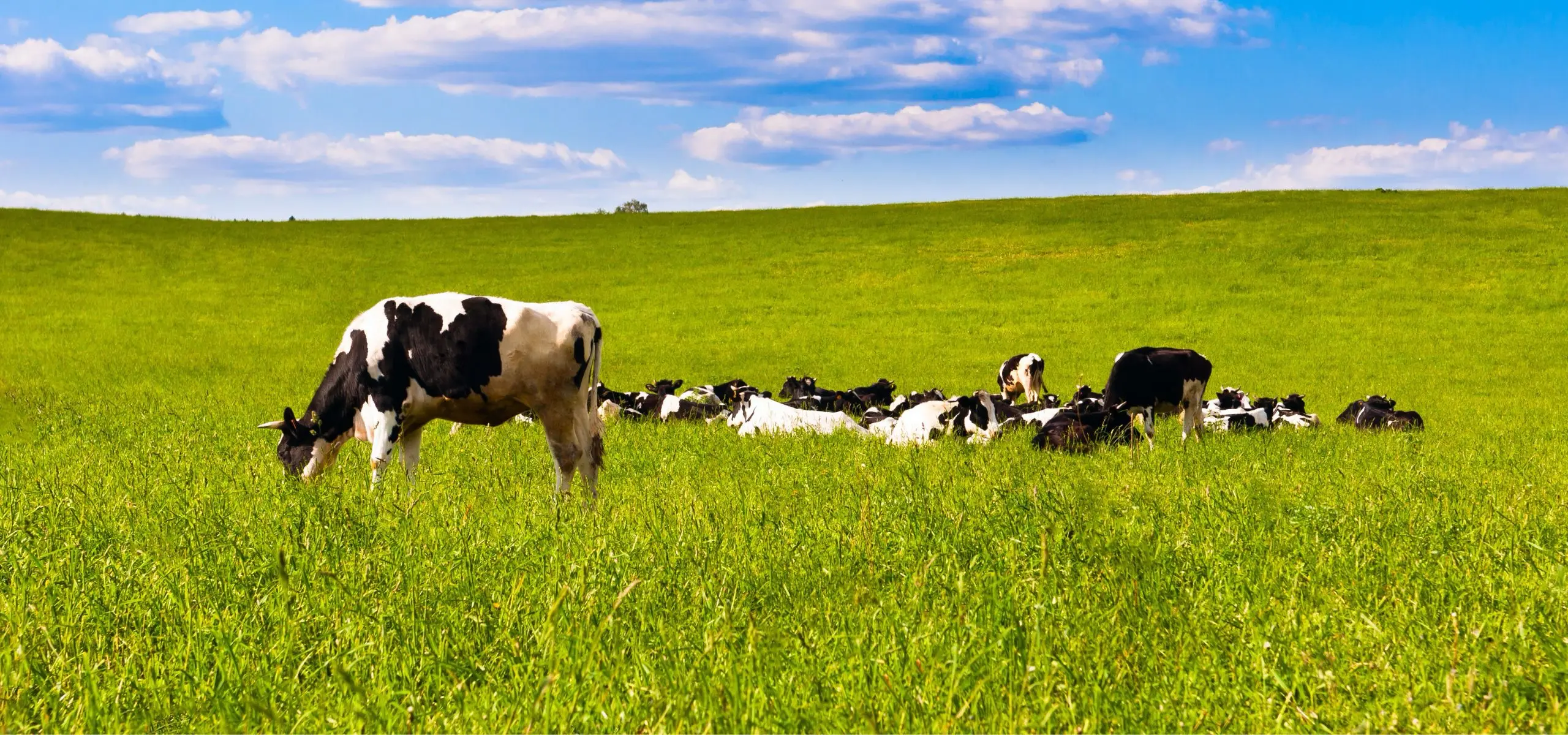 cows grazing