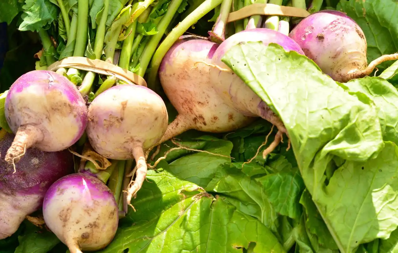 turnips